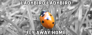 ladybird 2